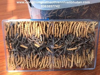 Đông Trùng Hạ Thảo Thiên Nhiên Mắt Đỏ Bhutan Loại Super A (10 Gram) Giá: