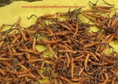 C&ocirc;ng dụng Của Đ&ocirc;ng Tr&ugrave;ng Hạ Thảo: