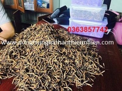 Rối loạn cương vì bị gia đình thúc sinh con
