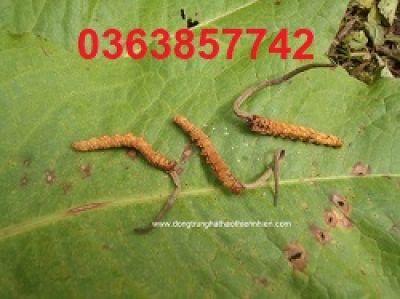 10 quả giàu protein nên ăn thường xuyên