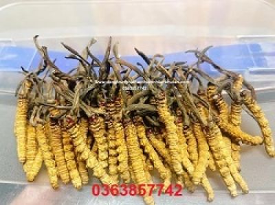 Chi h&agrave;ng ngh&igrave;n USD thay huyết tương để 'trường sinh bất l&atilde;o'