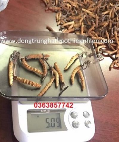 T&igrave;m Hểu Nguồn Gốc Đ&ocirc;ng Trugf Hạ Thảo Bhutan