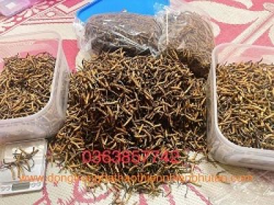 Xệ tinh hoàn