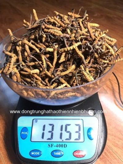Đ&ocirc;ng Tr&ugrave;ng Hạ Thảo Bhutan