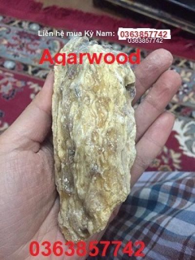 Bạch Kỳ Nam - Trầm Hương Việt Nam (Agarwood for sale)