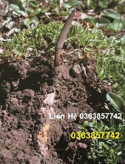 B&aacute;c sĩ cảnh b&aacute;o th&oacute;i quen ướp thịt qua đ&ecirc;m g&acirc;y hại