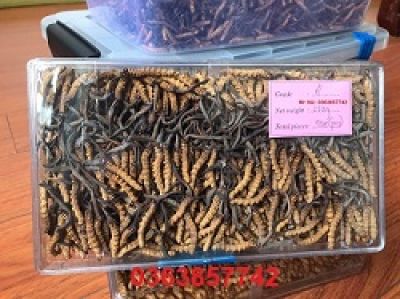 Vì sao có người uống nửa chén rượu đã &#039;gục&#039;?