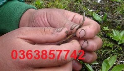 Giun rồng - mối nguy âm thầm có thể gây tử vong