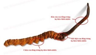 C&ocirc;ng dụng Của Đ&ocirc;ng Tr&ugrave;ng Hạ Thảo:
