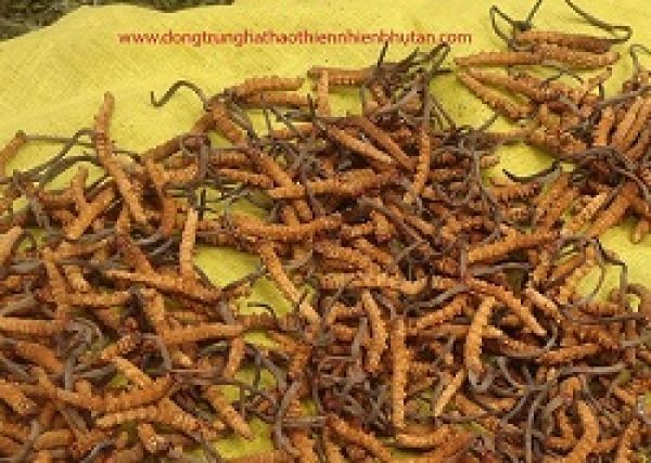 Thịt lợn nhiễm dịch tả châu Phi nguy hiểm thế nào