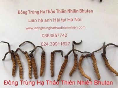 Clip Giới Thiệu Đông Trùng Hạ Thảo Mắt Đỏ Bhutan