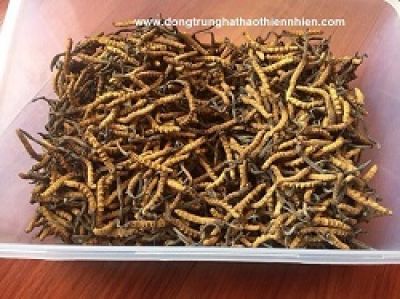 C&ocirc;ng dụng Của Đ&ocirc;ng Tr&ugrave;ng Hạ Thảo